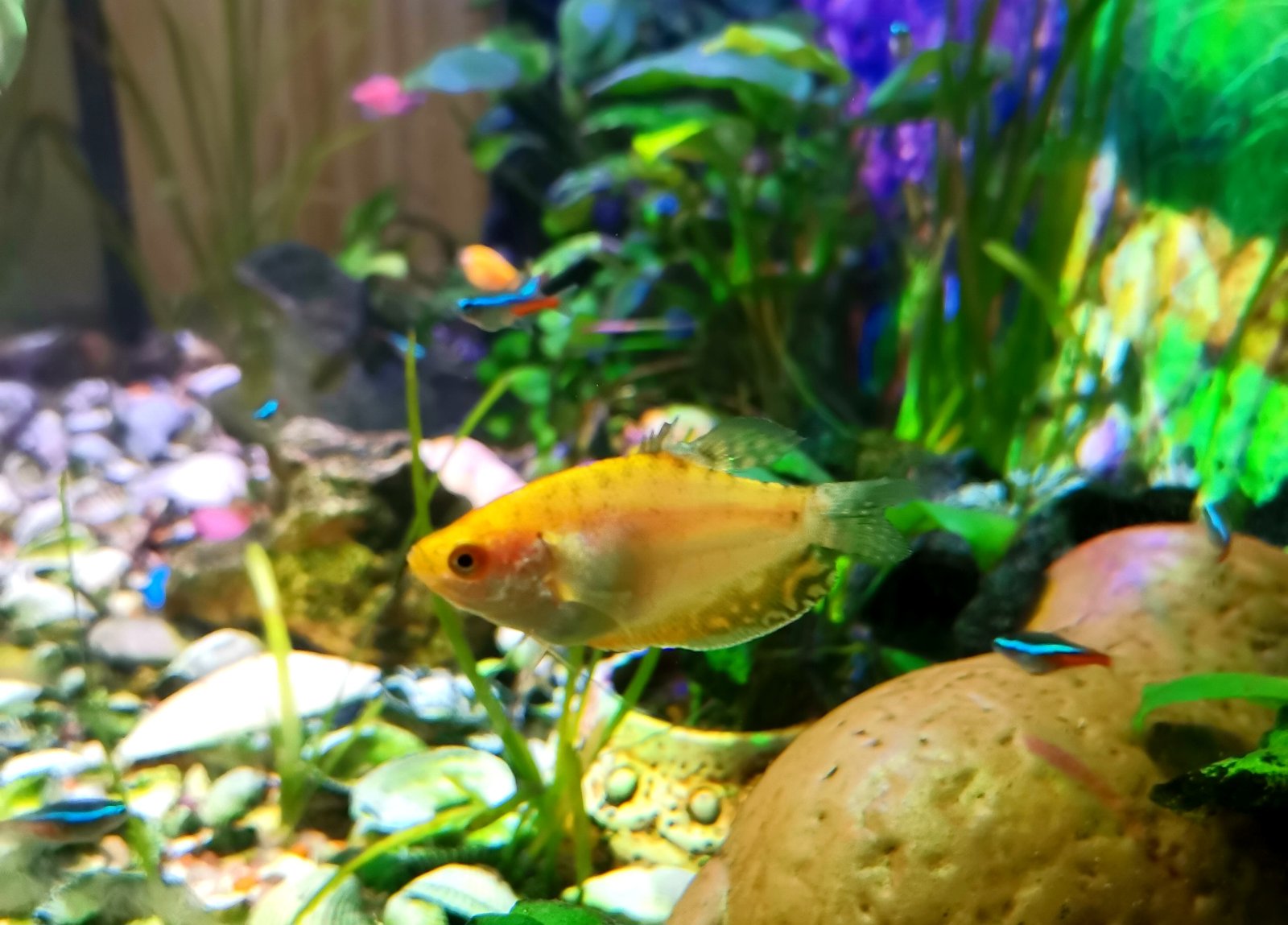 ФОТО ДНЯ: золотая рыбка