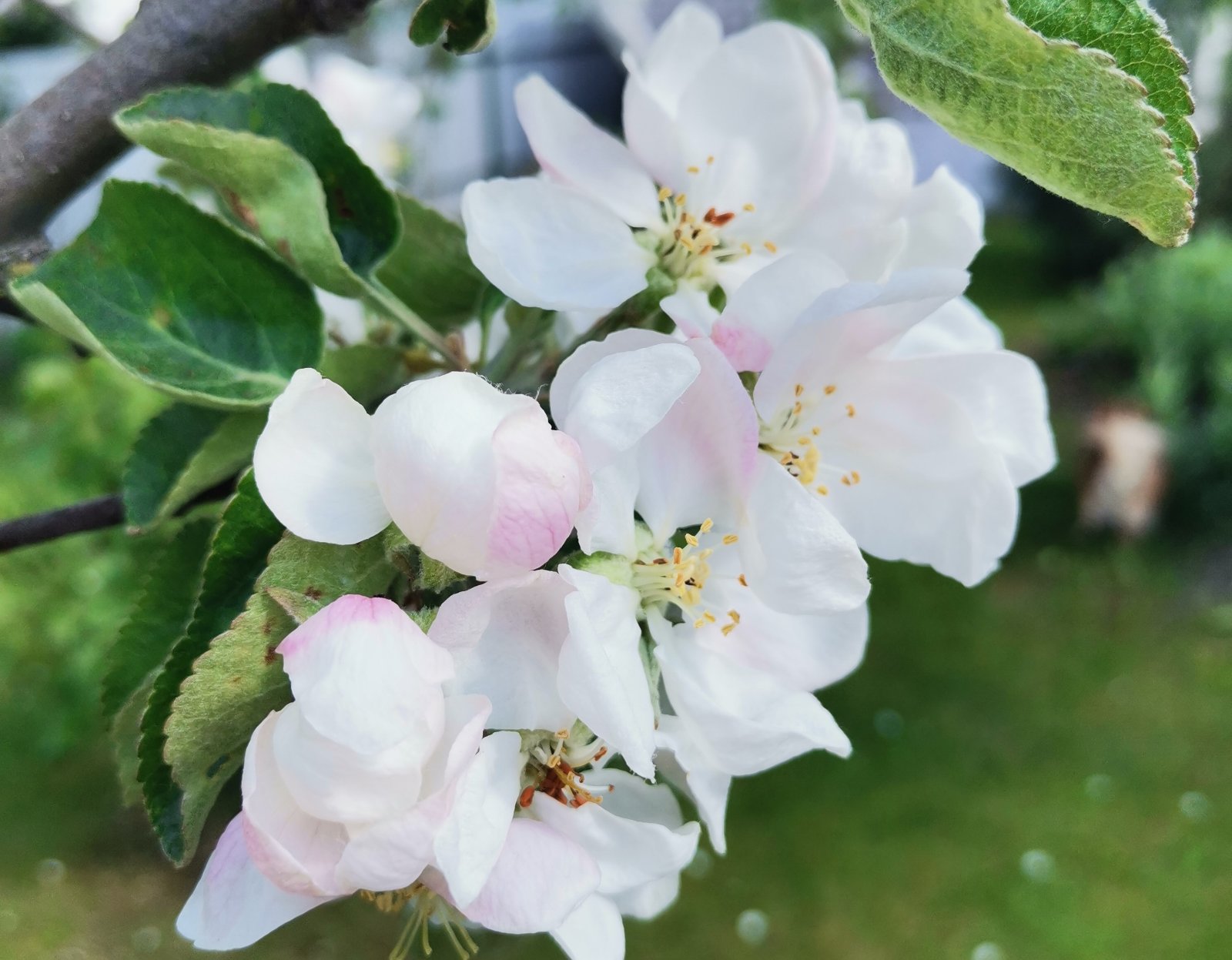 ФОТО ДНЯ: яблони в цвету